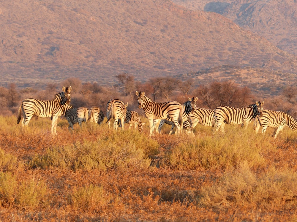 photo of herd of zebra on brown grass