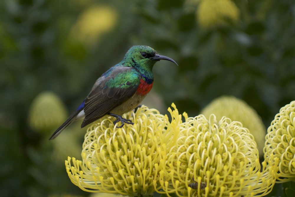 Photographie sélective de mise au point d’ours vert et rouge debout sur une fleur jaune