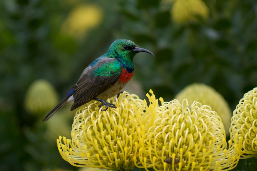 selective focus photography of green and red bear standing on yellow flower