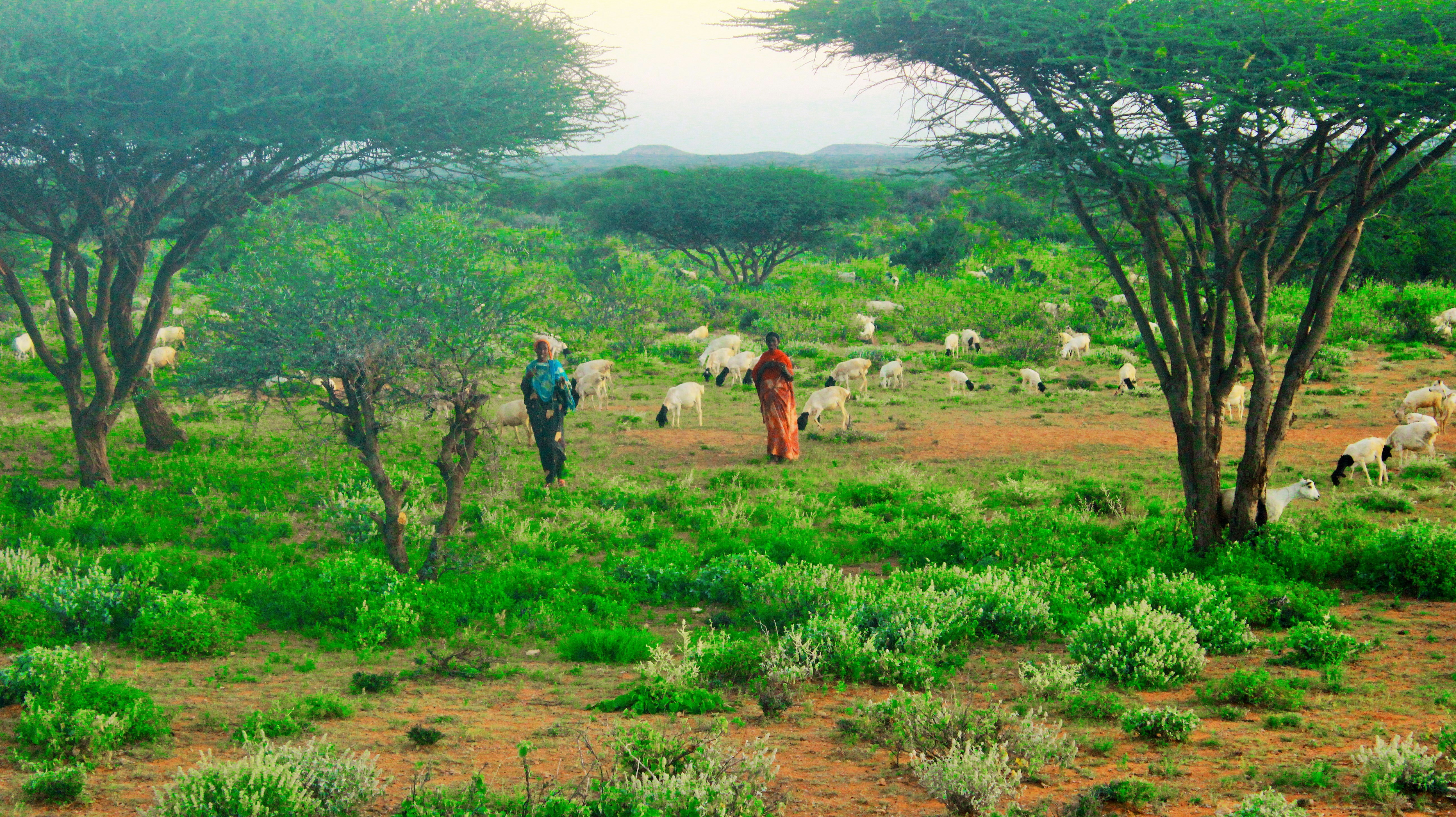 Free Unsplash photo from Abdilahi Adam