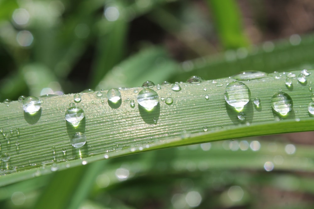 macro photography of water droplets on green leaf