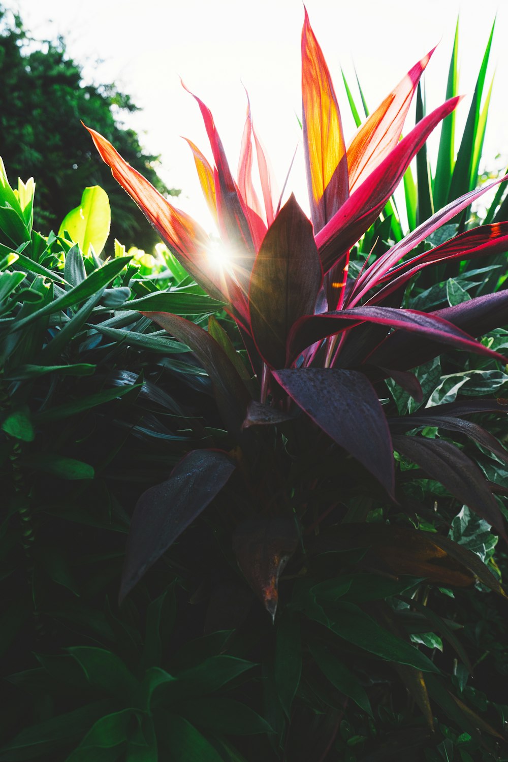 Planta de hojas rojas y verdes durante el día