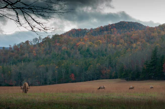 brown moose on field