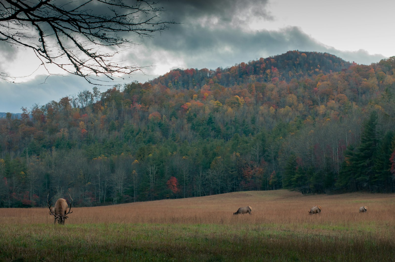 Nikon D5000 + Nikon AF-S Nikkor 50mm F1.4G sample photo. Brown moose on field photography