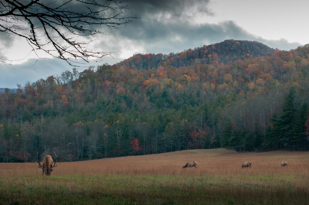 brown moose on field