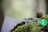 A small blue toy soldier lies on a bed of moss beside a translucent green die with white dots. The scene conveys a minimalist yet playful interaction between the toy elements and their natural setting background, creating a whimsical visual contrast.