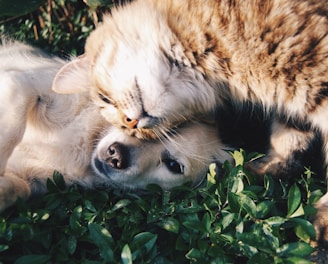 white dog and gray cat hugging each other on grass