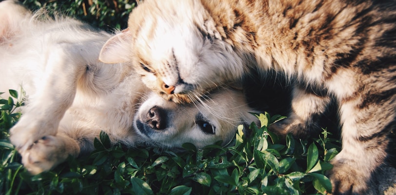 white dog and gray cat hugging each other on grass