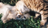 white dog and gray cat hugging each other on grass