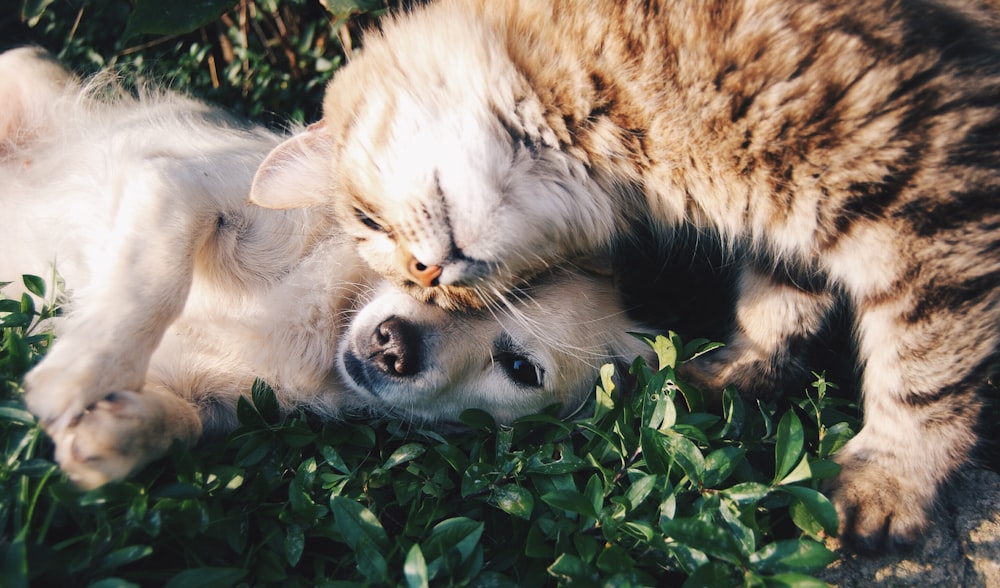 white dog and gray cat hugging each other on grass