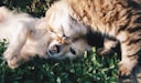 Happy pets at home