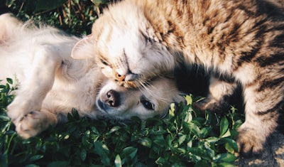 white dog and gray cat hugging each other on grass pet zoom background
