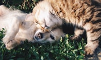 Community dog