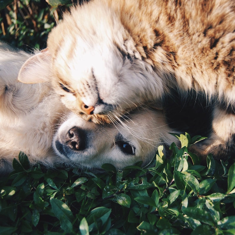 Penampakan Anjing