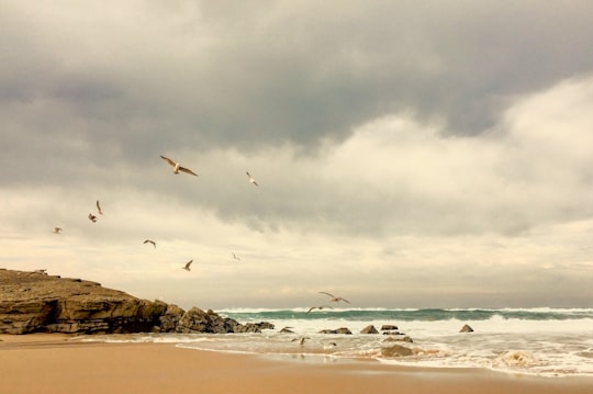 white flying bears near body of water during daytime in Reboleira Portugal