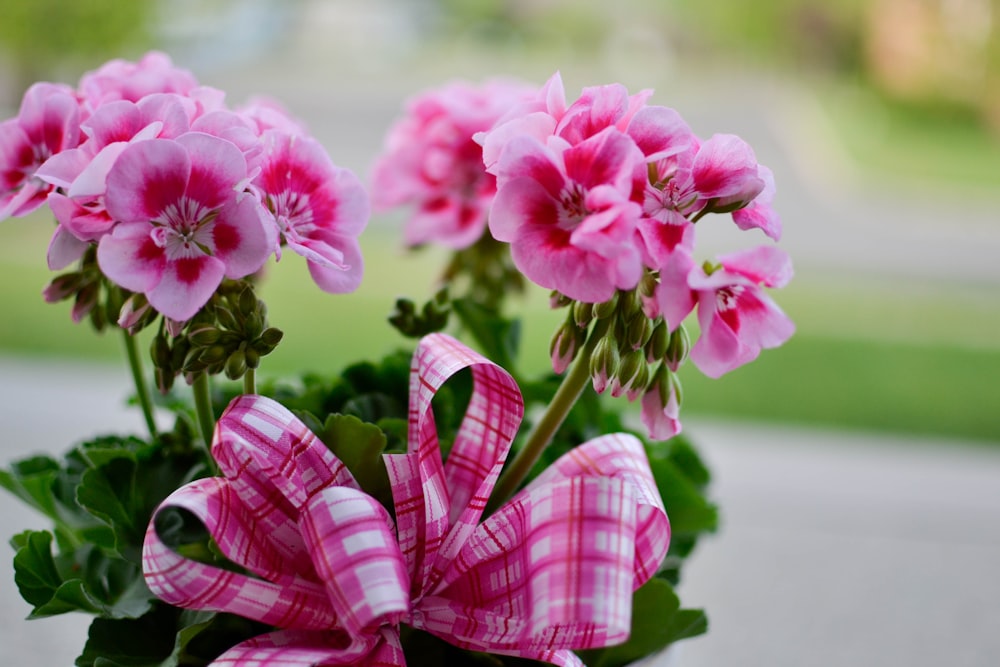 bouquet of pink petaled flowers