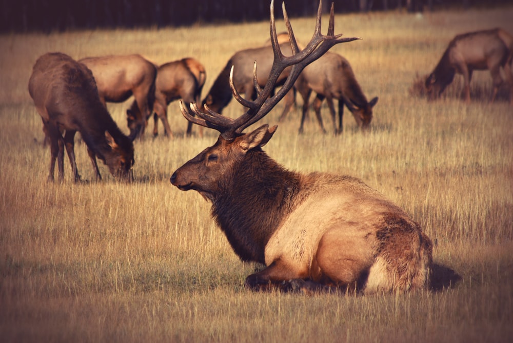 resting bulk on field