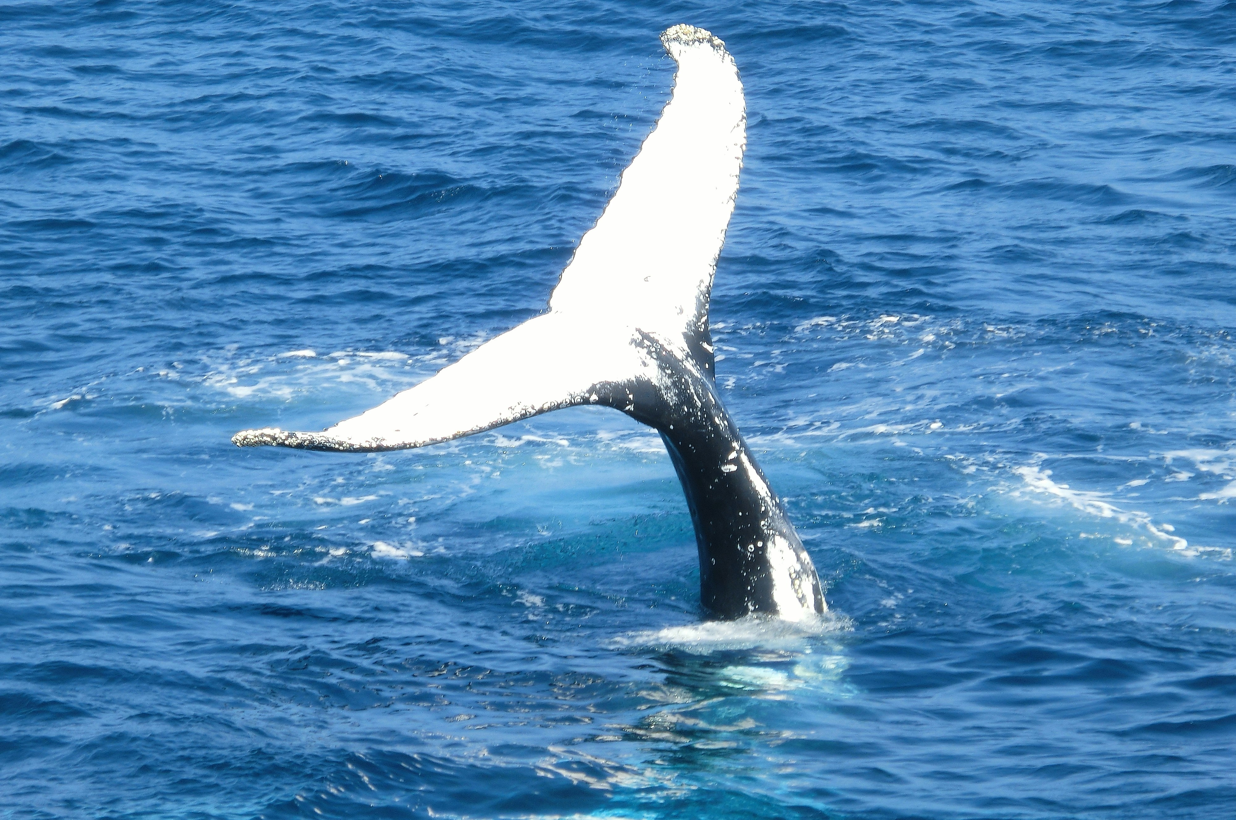 The whale is the largest mammal on earth, and it takes a big camera to capture whales in all their majesty. Luckily, Unsplash's community of professional photographers have got you covered, and now you can access a massive catalogue of whales pictures, totally free!