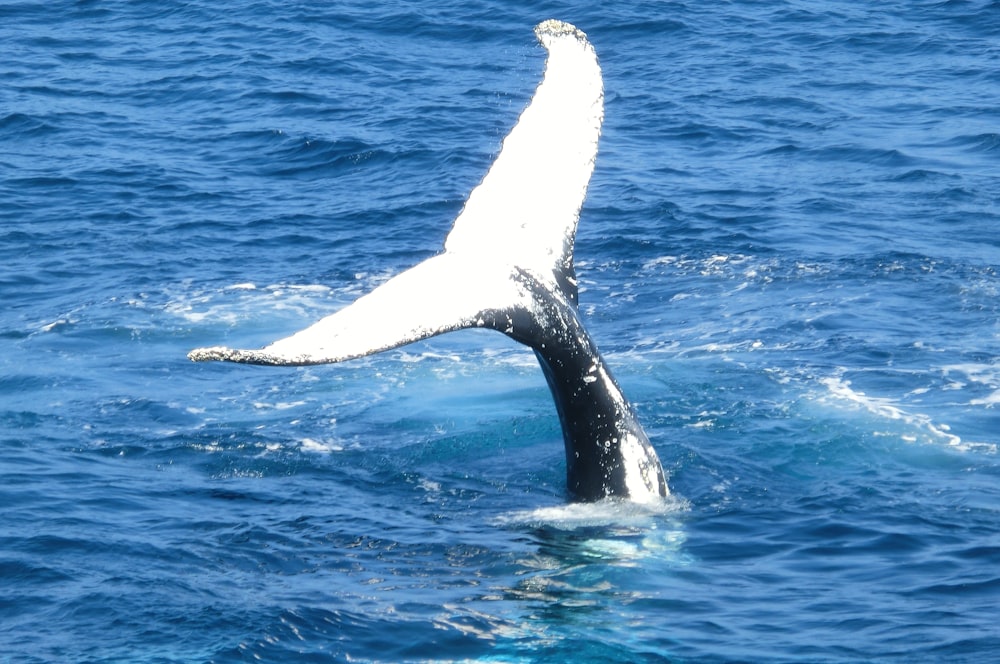 Foto de cola de ballena