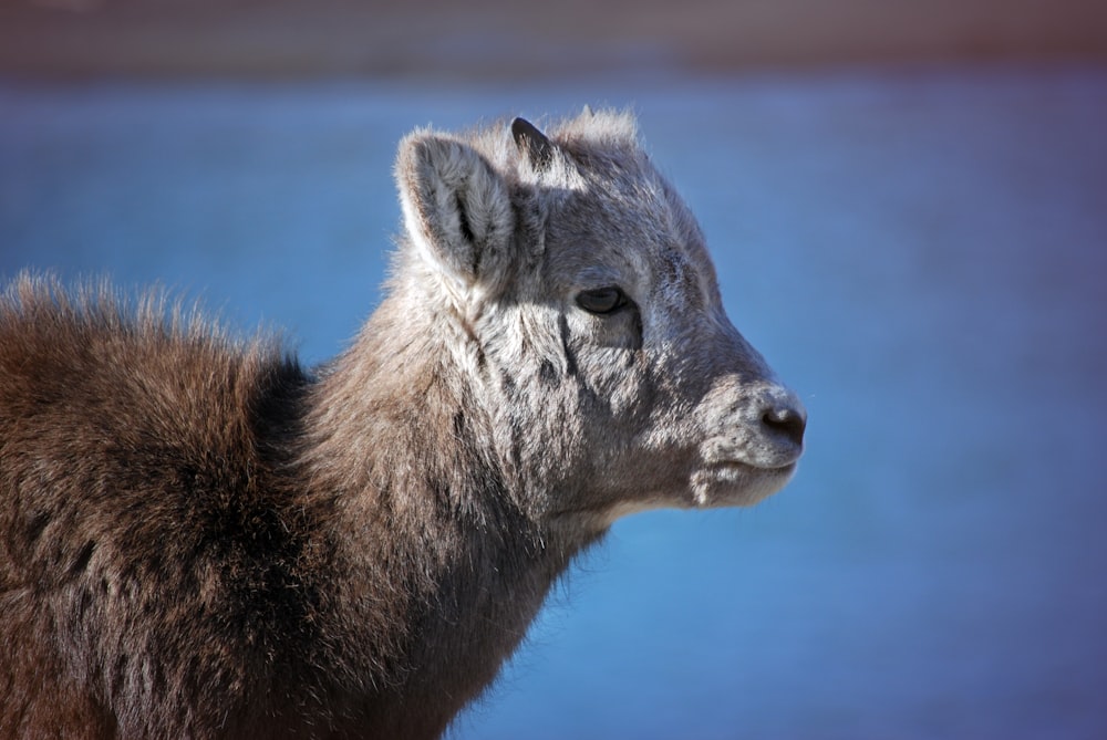 animal brun près d’un plan d’eau