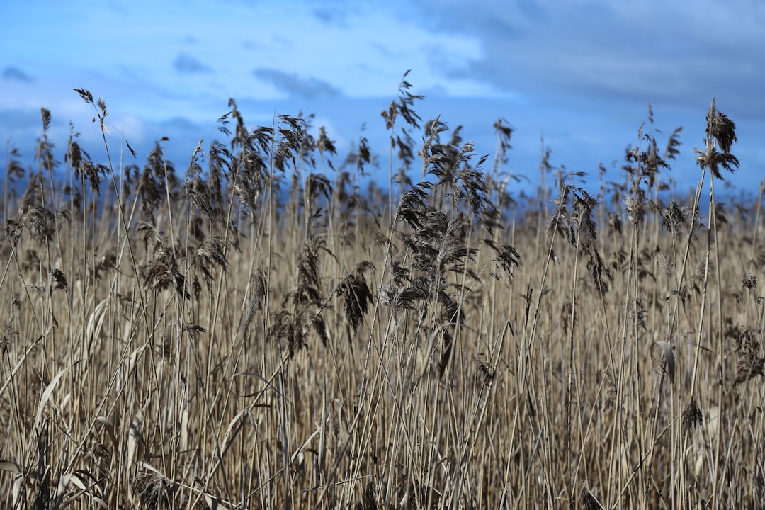 brown brass field during daytime