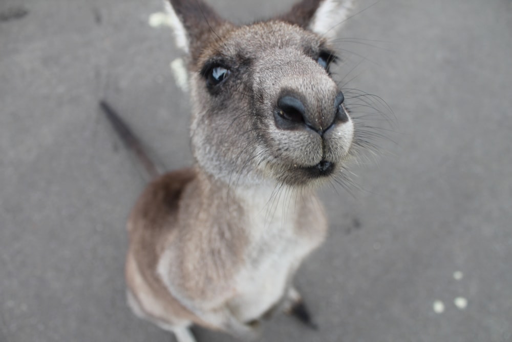 photo of gray kangaroo