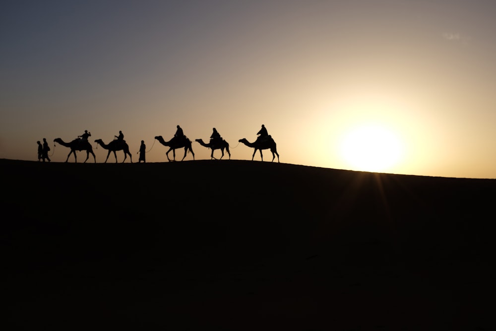 silhouette of people riding on camels