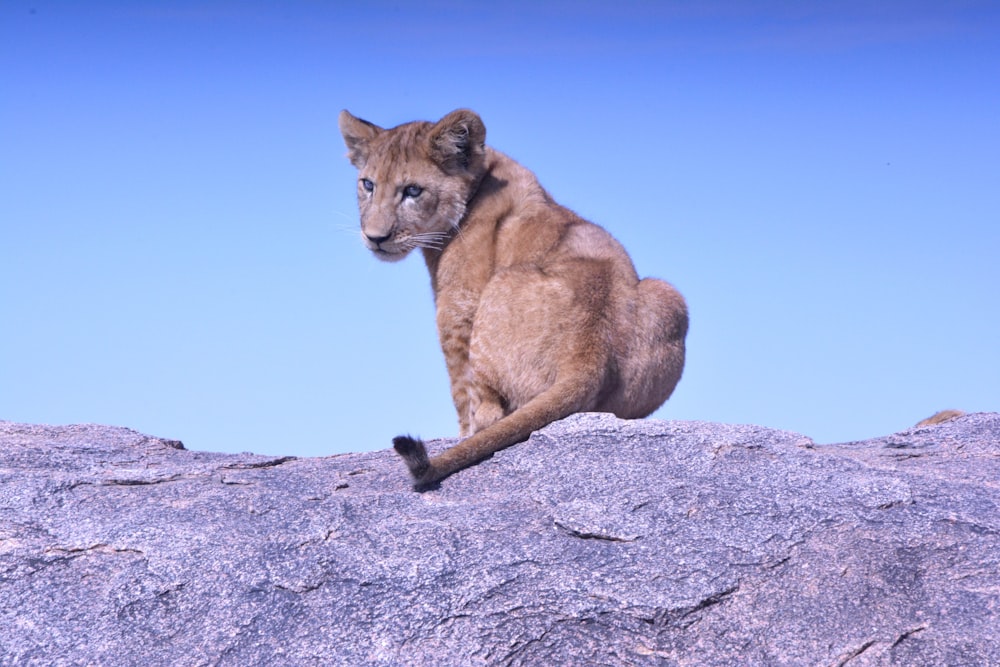 brown lioness sitting on gray rock