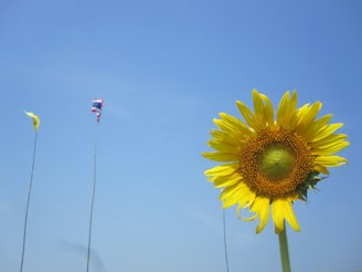 A vibrant photo of the South Dakota state flag waving proudly over a field of sunflowers at sunrise.