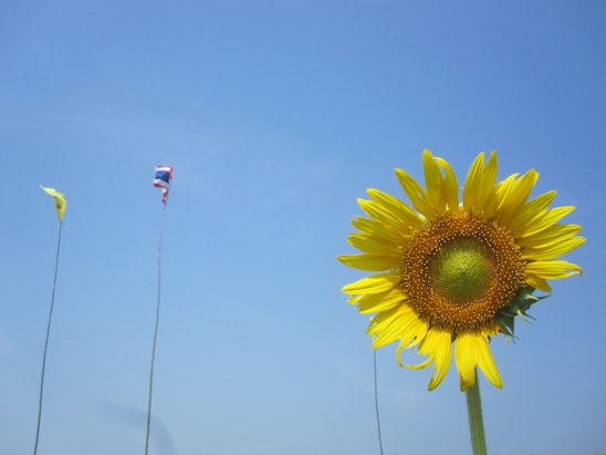 A vibrant photo of the South Dakota state flag waving proudly over a field of sunflowers at sunrise.