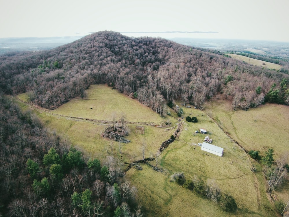 aerial photograph of a forest