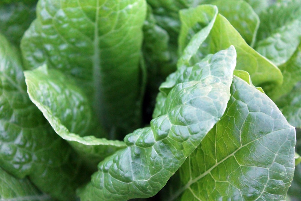 Foto de primer plano de lechuga verde