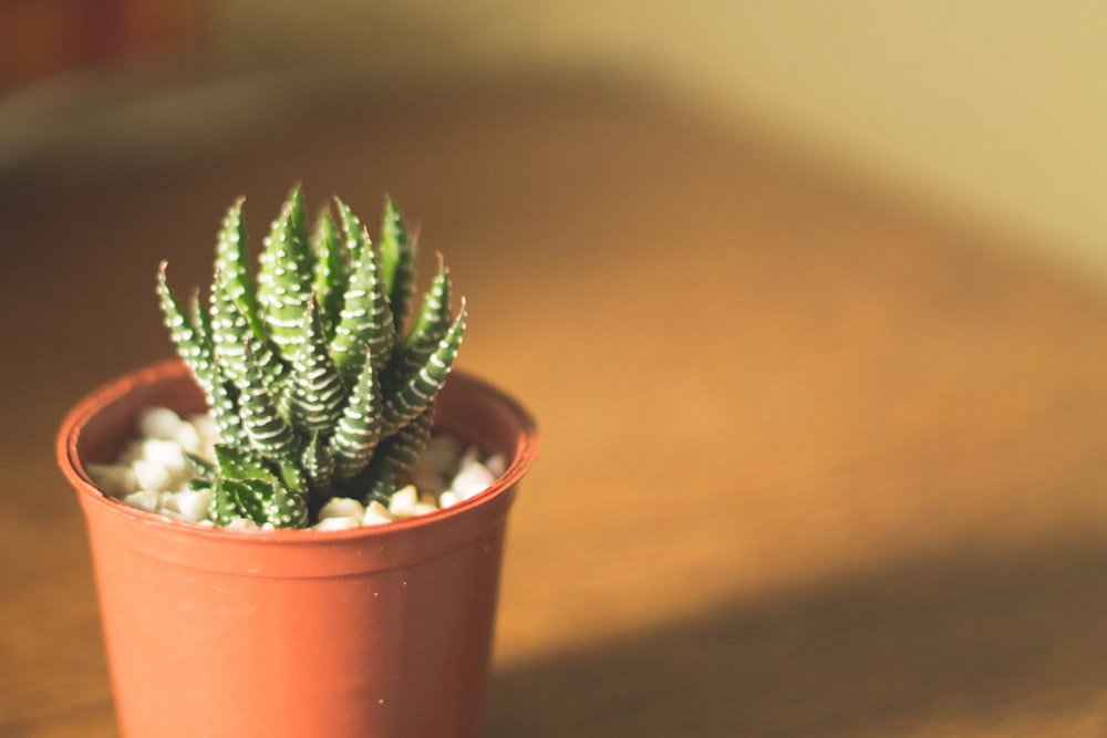 shallow focus photography of plant in pot