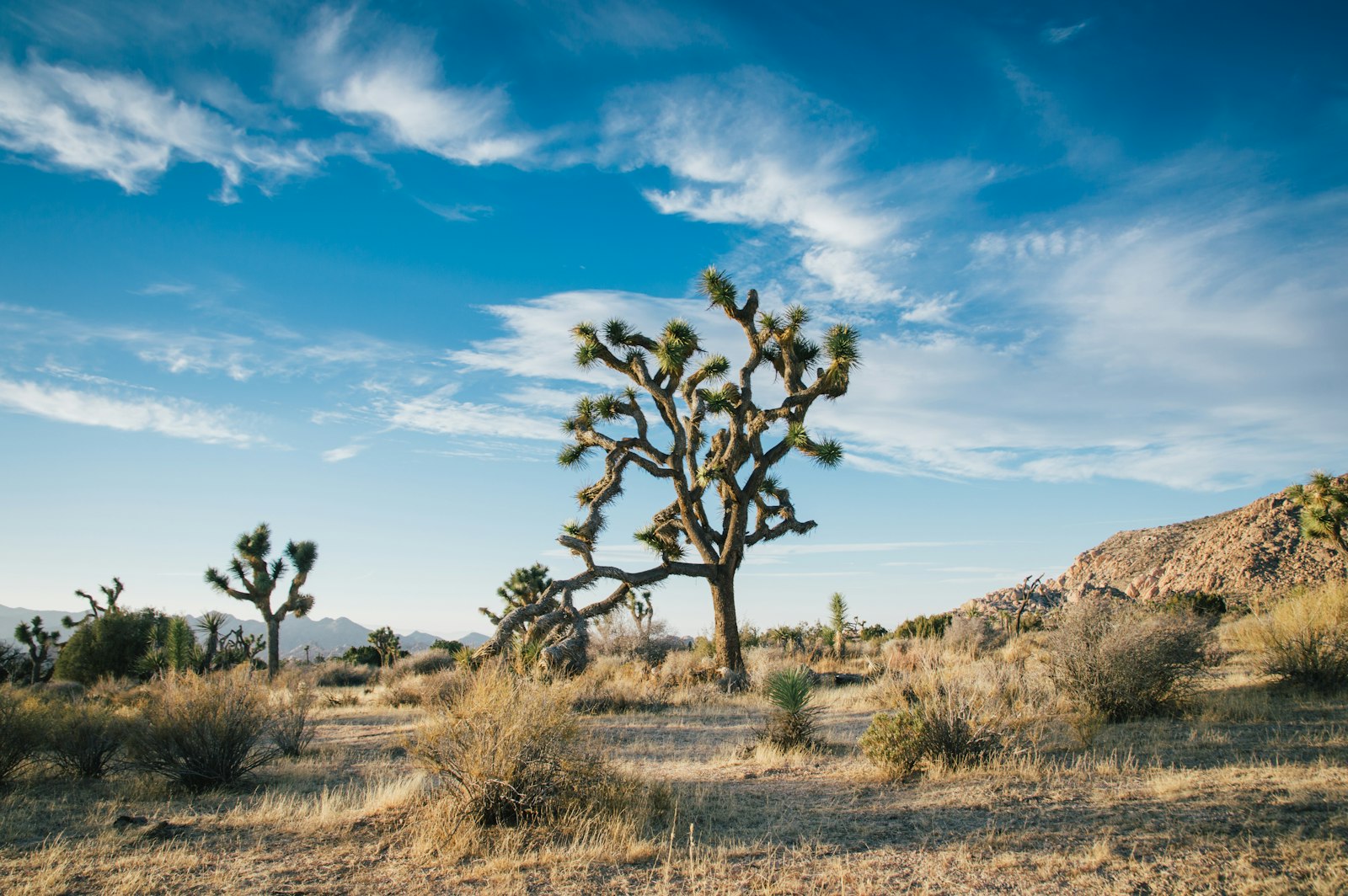 Nikon AF-S DX Nikkor 16-85mm F3.5-5.6G ED VR sample photo. Landscape photography of green photography