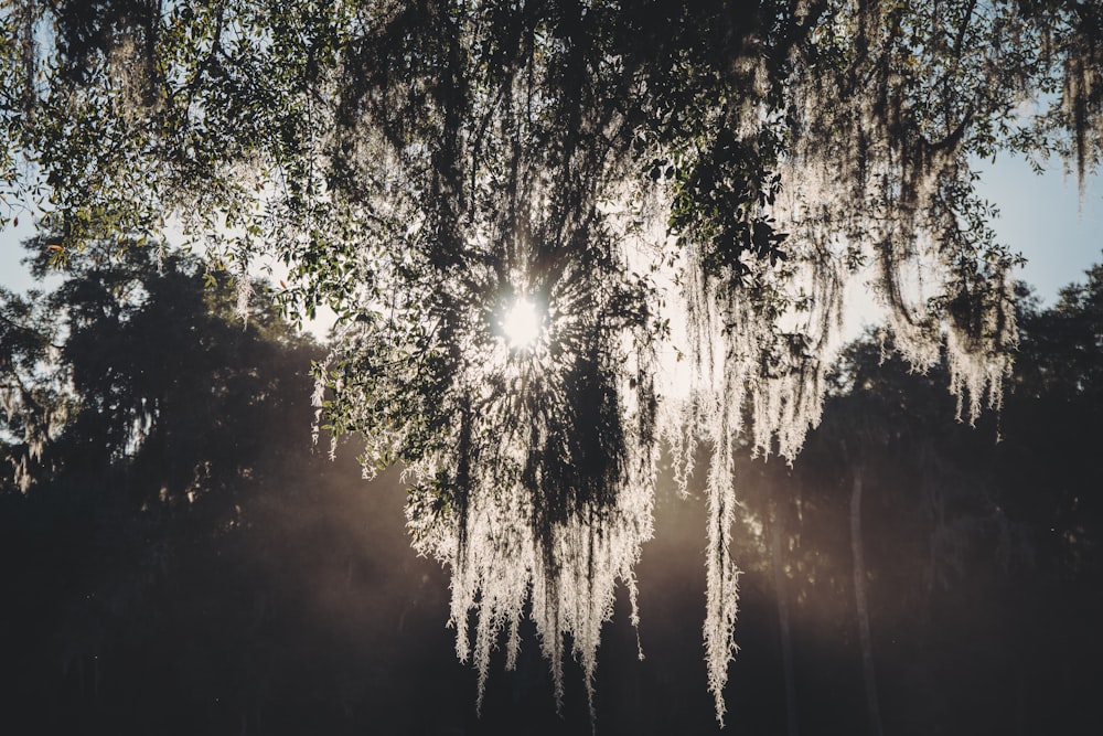 Sun behind tree branches in Crescent City