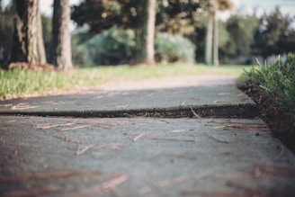 A freshly poured concrete driveway in a residential Flagstaff neighborhood with pine trees in the background.
