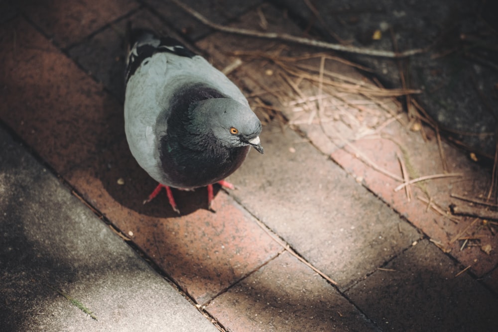 A pigeon walking around a brick floor with dried leaves and twigs