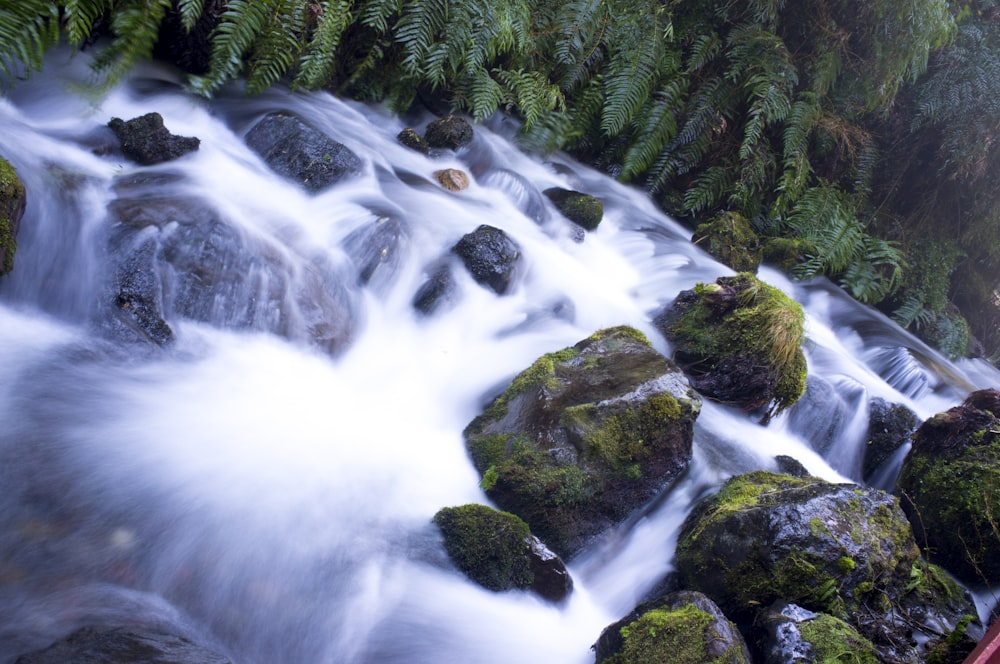 Fotografía aérea de manantial de agua rodeado de árboles durante el día