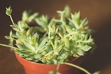 Close-up of a terracotta pot holding a vibrant green succulent against a soft beige background.