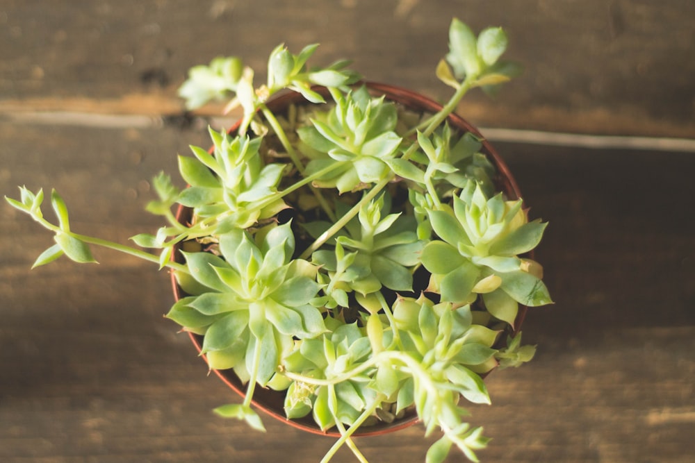 potted succulent plant on brown surface