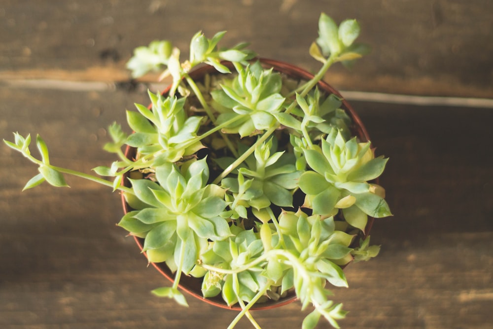 茶色の表面に鉢植えの多肉植物