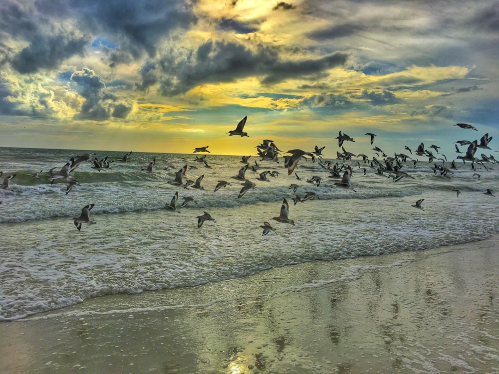 pigeons volant sur le bord de la mer