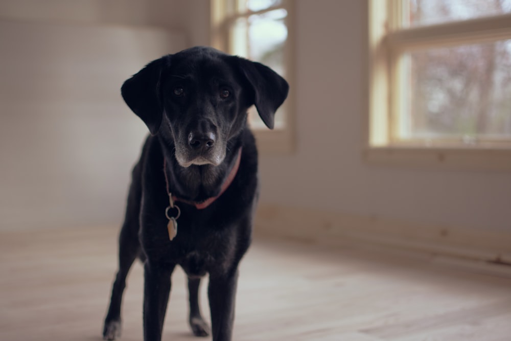 shallow focus photography of black dog along glass window