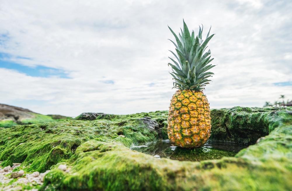 shallow focus photo of pineapple fruit