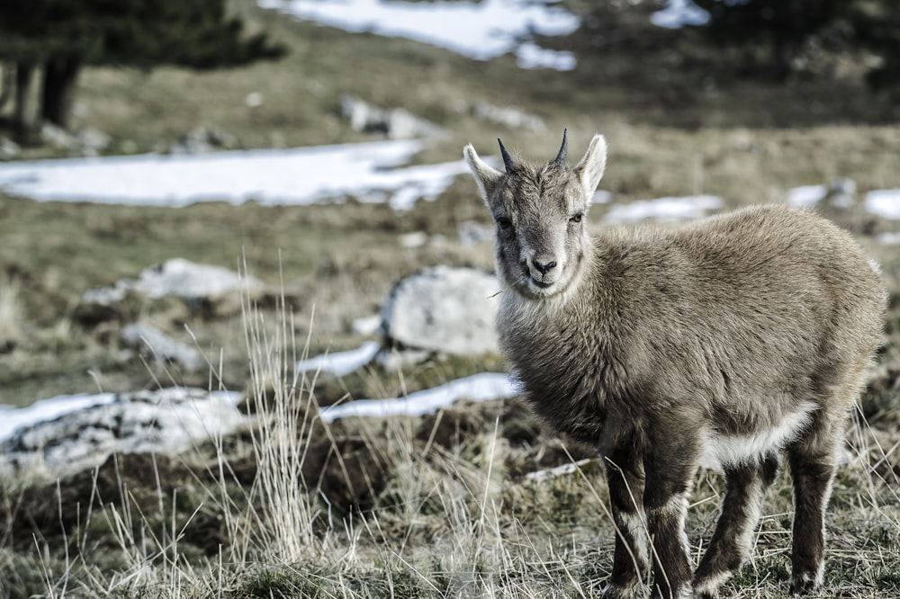 cervo marrom em pé no campo de grama verde