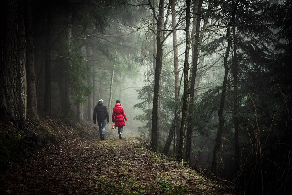 duas pessoas caminhando na floresta durante o dia