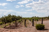 A vineyard stretches across the landscape under a partly cloudy sky. The orderly rows of grapevines are supported by wooden posts set in a dirt path, surrounded by low, sparse vegetation.