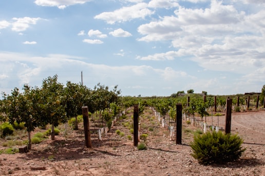 A vineyard stretches across the landscape under a partly cloudy sky. The orderly rows of grapevines are supported by wooden posts set in a dirt path, surrounded by low, sparse vegetation.