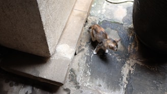 A small cat with a mix of brown, grey, and white fur stands on a worn, stone-tiled floor. The area is partially shaded by a large, textured stone block on the left and what appears to be a cylindrical object on the right.
