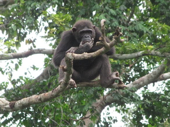 A chimpanzee is perched on a tree branch surrounded by dense green foliage. The chimpanzee appears thoughtful, resting its chin on its hand while looking downward.